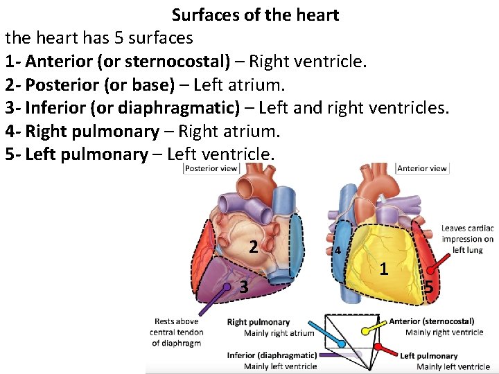 Surfaces of the heart has 5 surfaces 1 - Anterior (or sternocostal) – Right