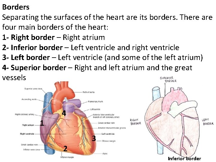 Borders Separating the surfaces of the heart are its borders. There are four main