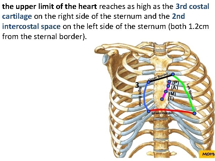 the upper limit of the heart reaches as high as the 3 rd costal