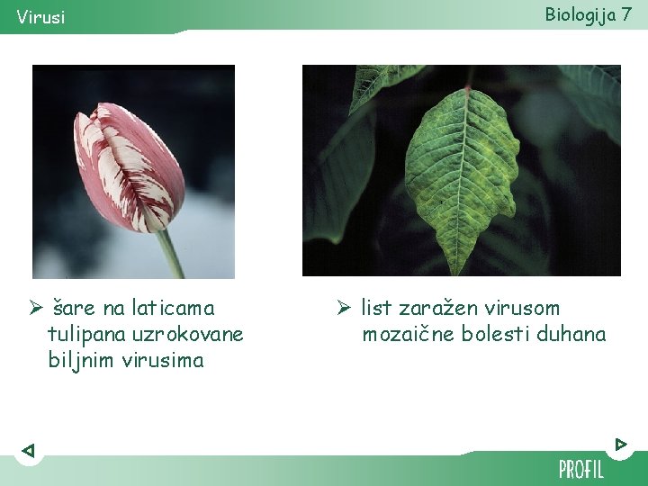 Virusi Ø šare na laticama tulipana uzrokovane biljnim virusima Biologija 7 Ø list zaražen