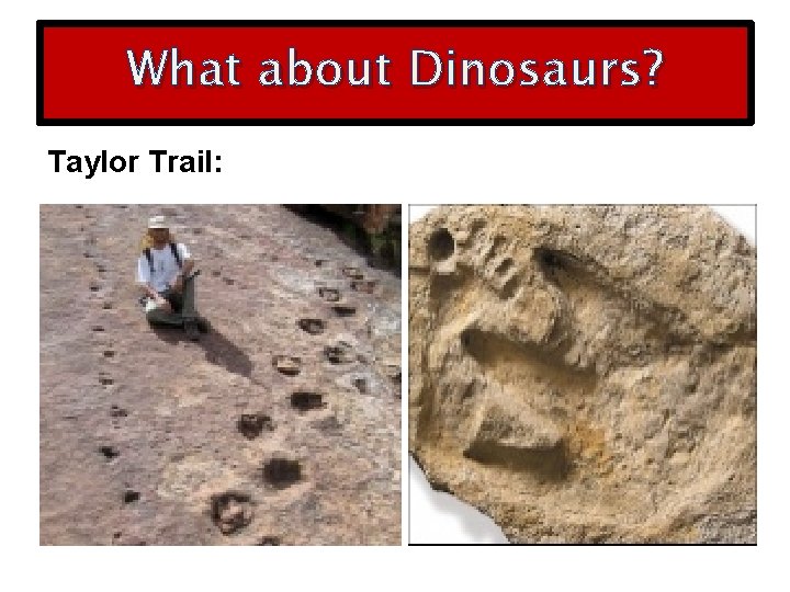 What about Dinosaurs? Taylor Trail: 