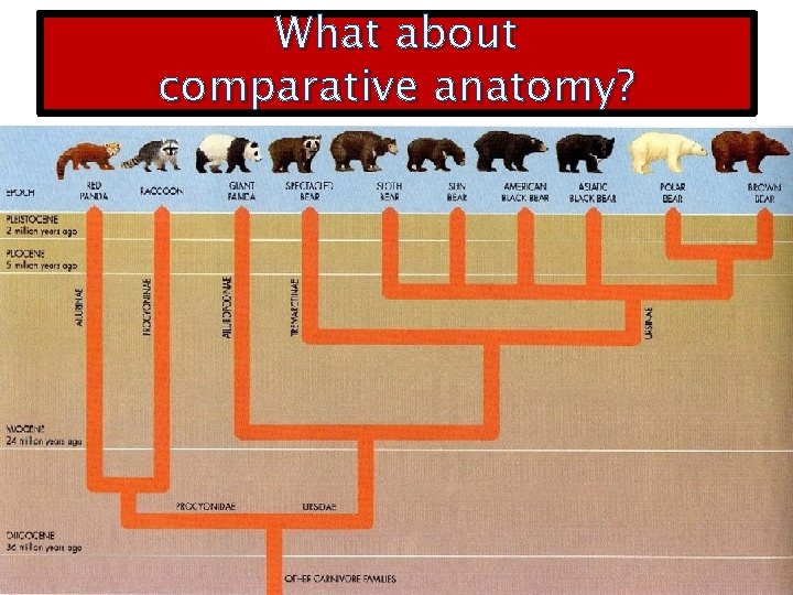 What about comparative anatomy? 