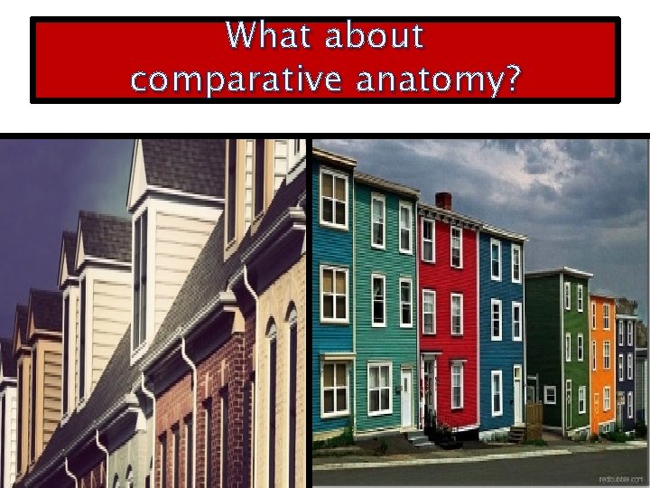 What about comparative anatomy? 