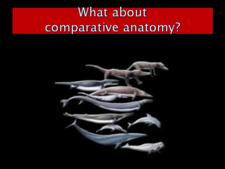 What about comparative anatomy? 