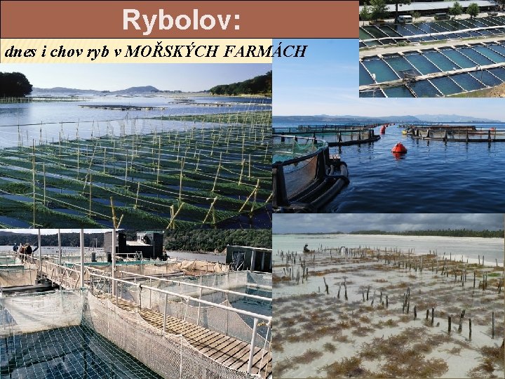 Rybolov: dnes i chov ryb v MOŘSKÝCH FARMÁCH 