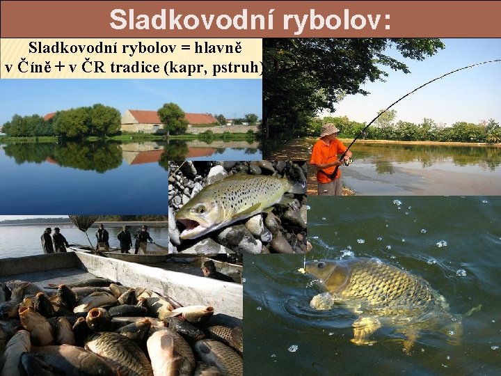 Sladkovodní rybolov: Sladkovodní rybolov = hlavně v Číně + v ČR tradice (kapr, pstruh)