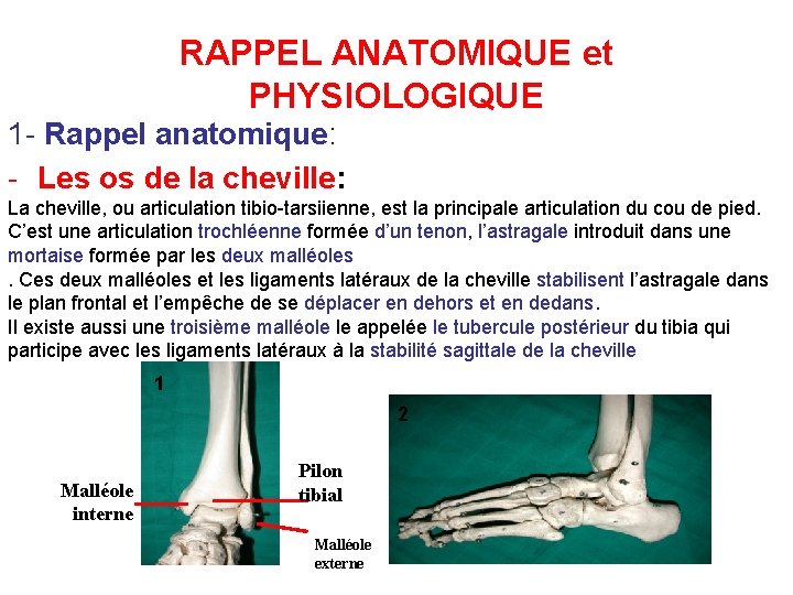 RAPPEL ANATOMIQUE et PHYSIOLOGIQUE 1 - Rappel anatomique: - Les os de la cheville: