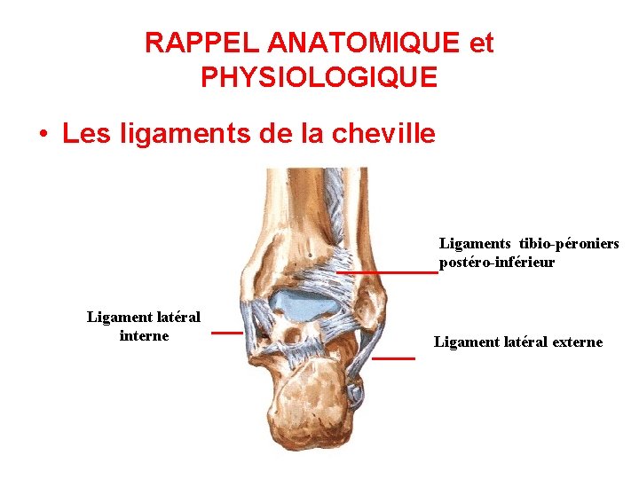 RAPPEL ANATOMIQUE et PHYSIOLOGIQUE • Les ligaments de la cheville Ligaments tibio-péroniers postéro-inférieur Ligament