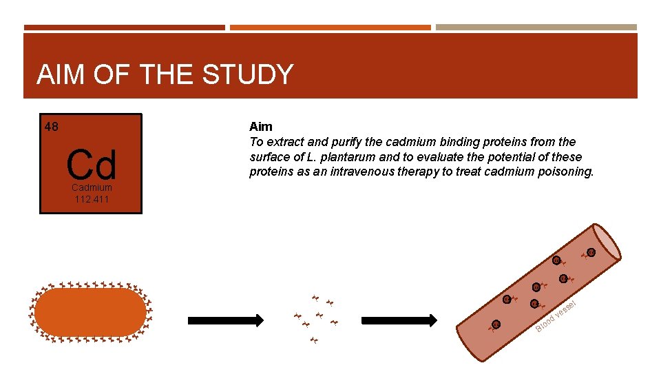 AIM OF THE STUDY 48 Cd Aim To extract and purify the cadmium binding