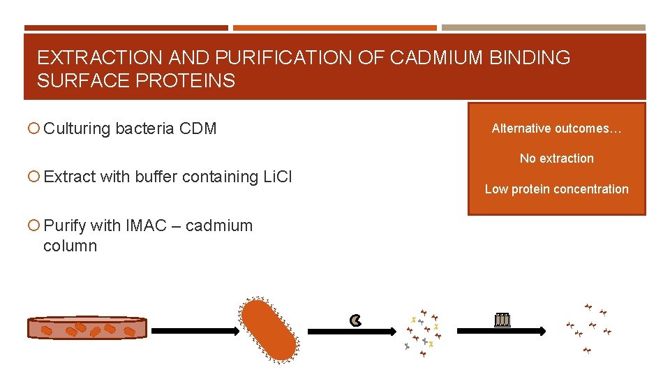 EXTRACTION AND PURIFICATION OF CADMIUM BINDING SURFACE PROTEINS Culturing bacteria CDM Alternative outcomes… No