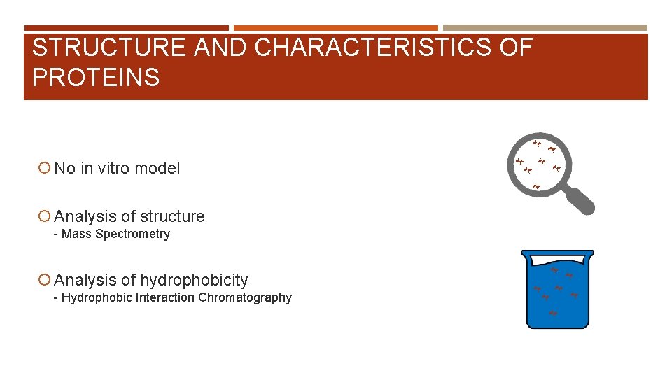 STRUCTURE AND CHARACTERISTICS OF PROTEINS No in vitro model Analysis of structure - Mass