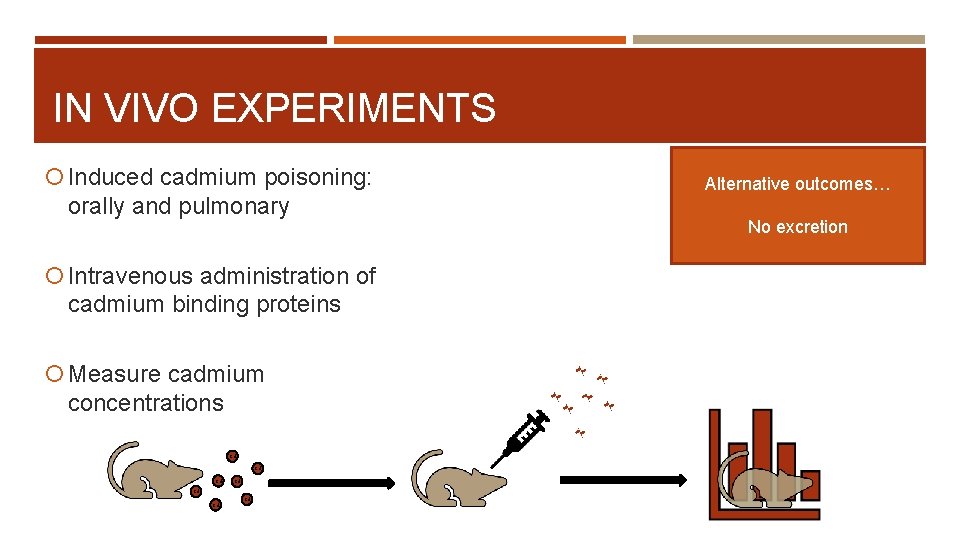 IN VIVO EXPERIMENTS Induced cadmium poisoning: orally and pulmonary Intravenous administration of cadmium binding