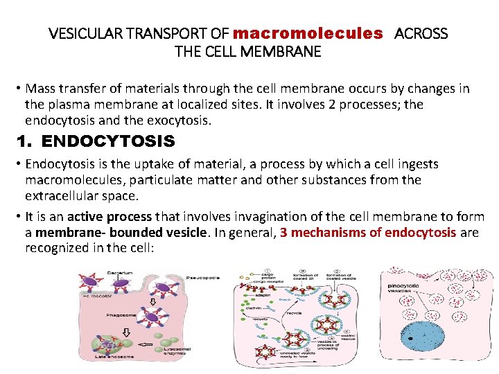 VESICULAR TRANSPORT OF macromolecules ACROSS THE CELL MEMBRANE • Mass transfer of materials through