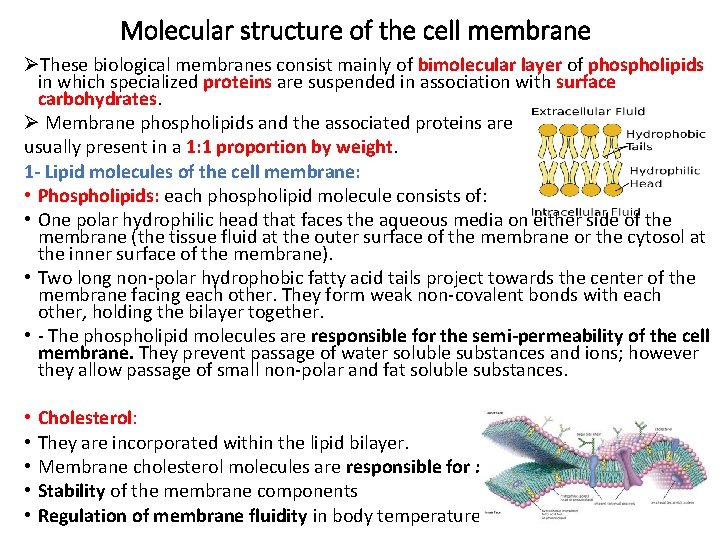 Molecular structure of the cell membrane ØThese biological membranes consist mainly of bimolecular layer