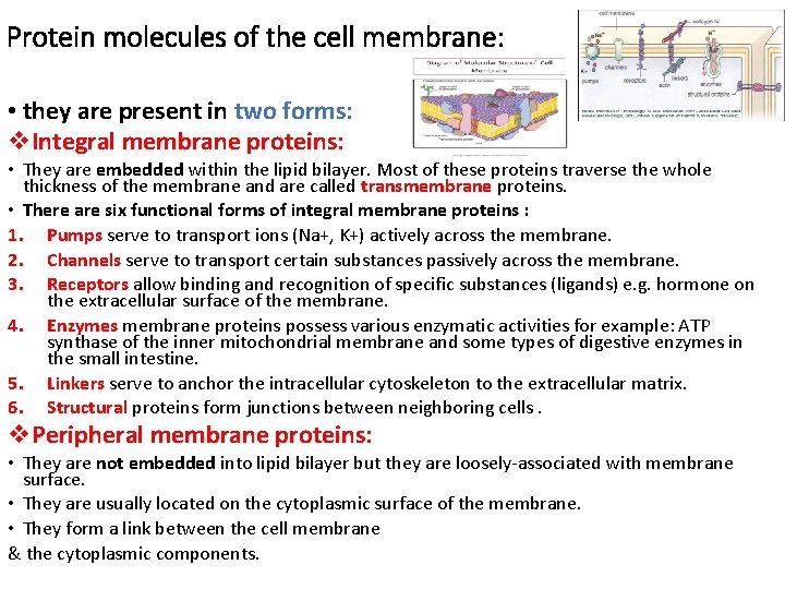 Protein molecules of the cell membrane: • they are present in two forms: v.