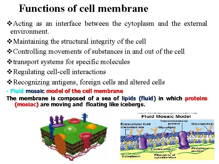 Functions of cell membrane v. Acting as an interface between the cytoplasm and the