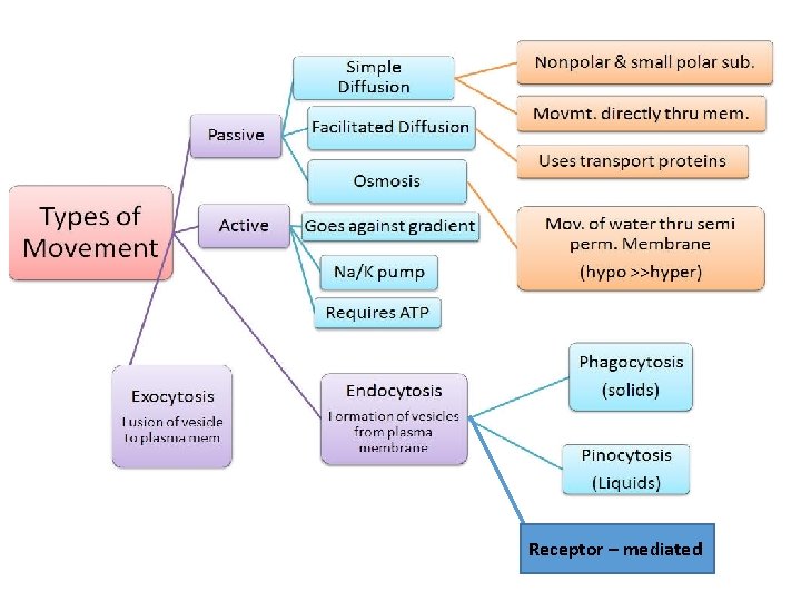 Receptor – mediated 