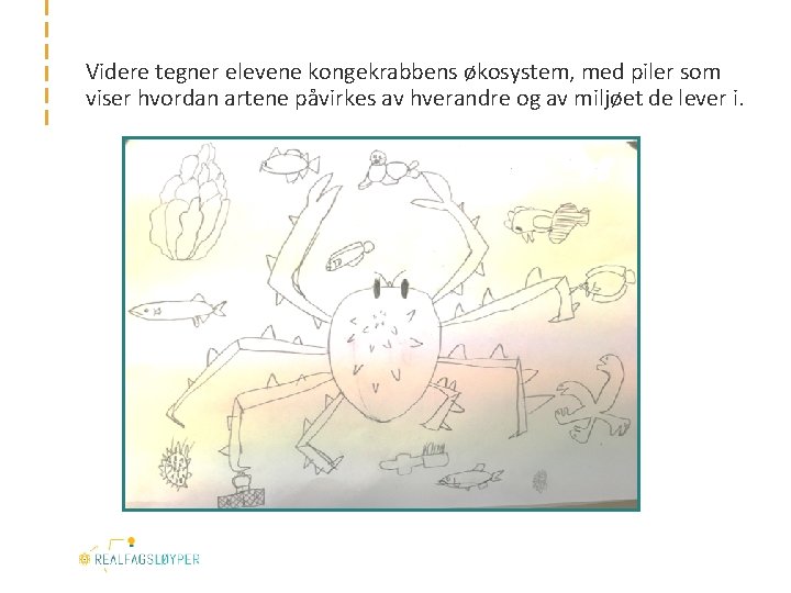 Videre tegner elevene kongekrabbens økosystem, med piler som viser hvordan artene påvirkes av hverandre