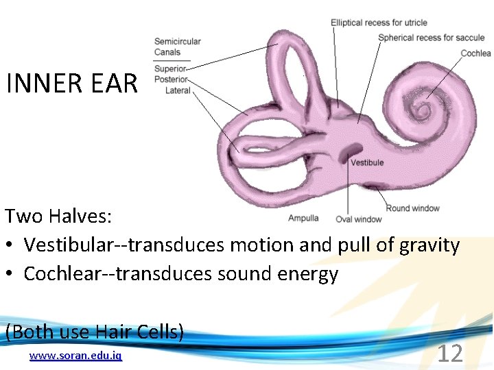 INNER EAR Two Halves: • Vestibular--transduces motion and pull of gravity • Cochlear--transduces sound