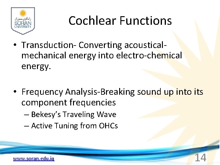Cochlear Functions • Transduction- Converting acousticalmechanical energy into electro-chemical energy. • Frequency Analysis-Breaking sound