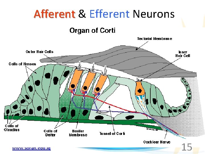 Afferent & Efferent Neurons www. soran. edu. iq 15 