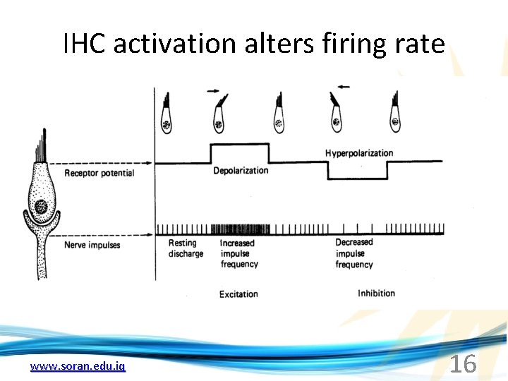 IHC activation alters firing rate www. soran. edu. iq 16 