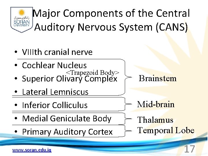 Major Components of the Central Auditory Nervous System (CANS) • • VIIIth cranial nerve