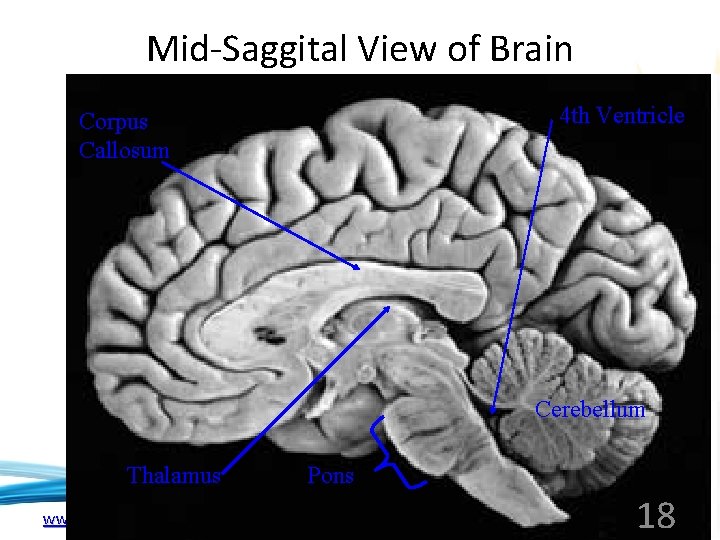 Mid-Saggital View of Brain 4 th Ventricle Corpus Callosum Cerebellum Thalamus www. soran. edu.