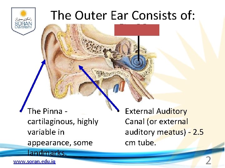 The Outer Ear Consists of: • The Pinna cartilaginous, highly variable in appearance, some