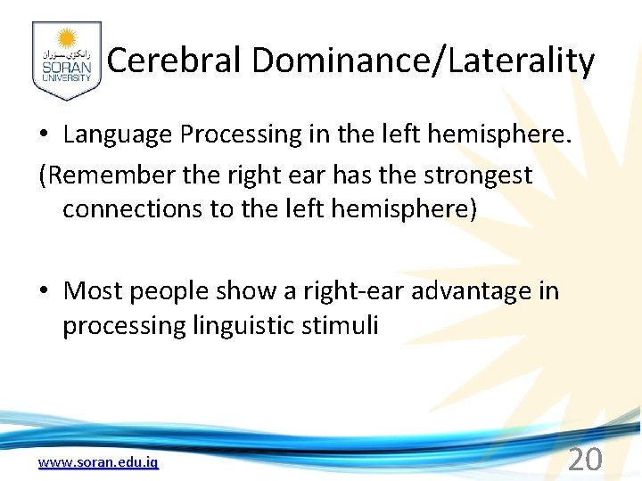 Cerebral Dominance/Laterality • Language Processing in the left hemisphere. (Remember the right ear has