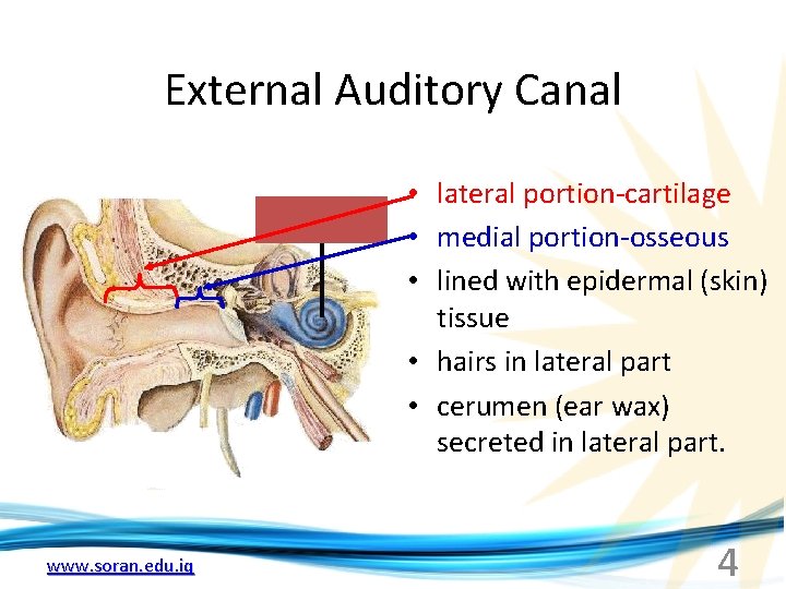 External Auditory Canal • lateral portion-cartilage • medial portion-osseous • lined with epidermal (skin)