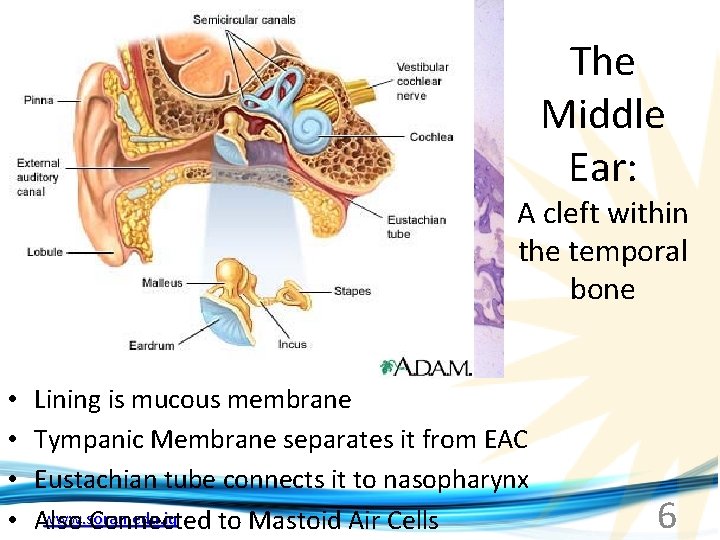 The Middle Ear: A cleft within the temporal bone • • Lining is mucous