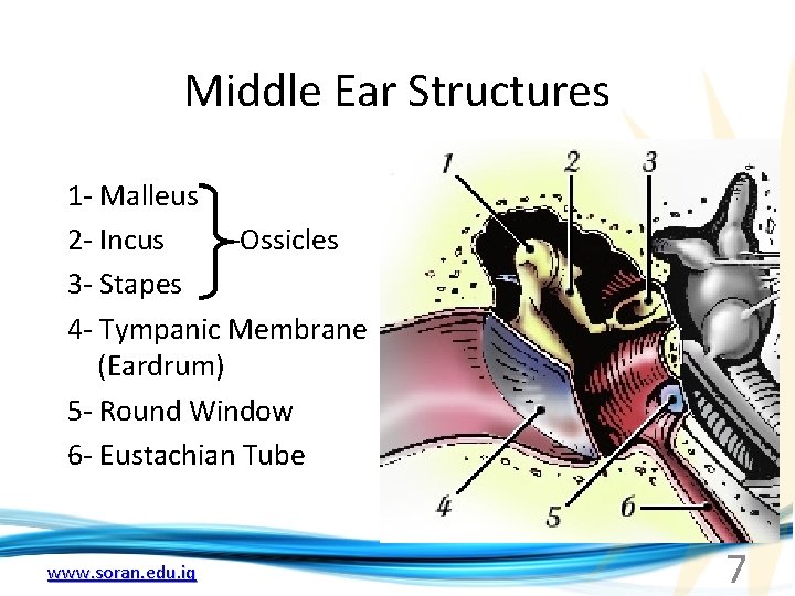 Middle Ear Structures 1 - Malleus 2 - Incus --Ossicles 3 - Stapes 4