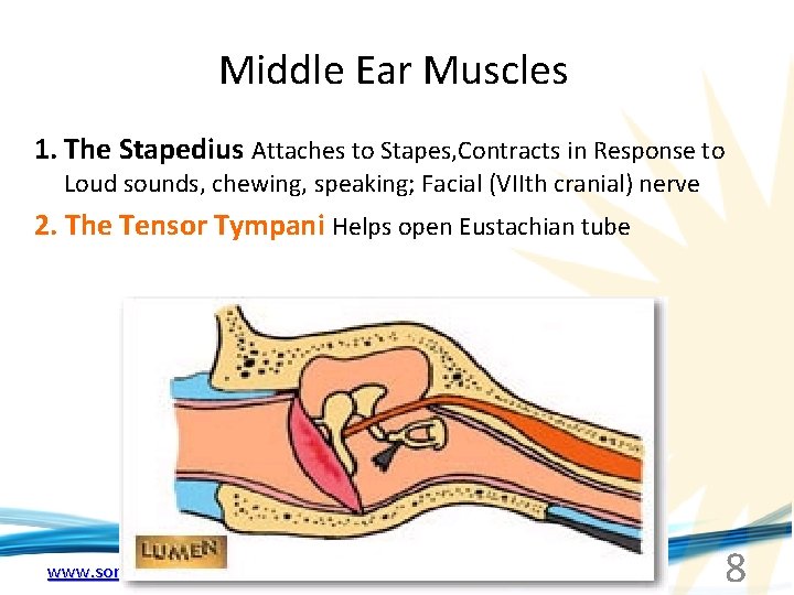 Middle Ear Muscles 1. The Stapedius Attaches to Stapes, Contracts in Response to Loud