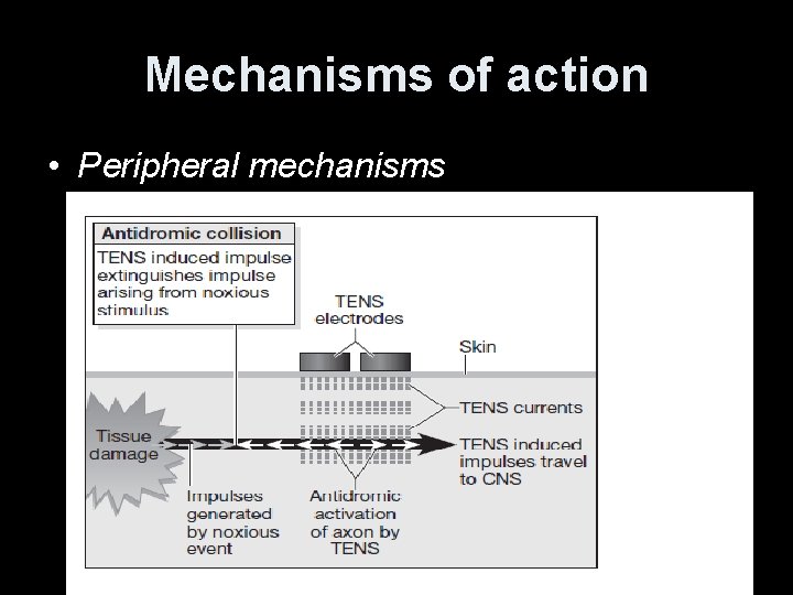 Mechanisms of action • Peripheral mechanisms 