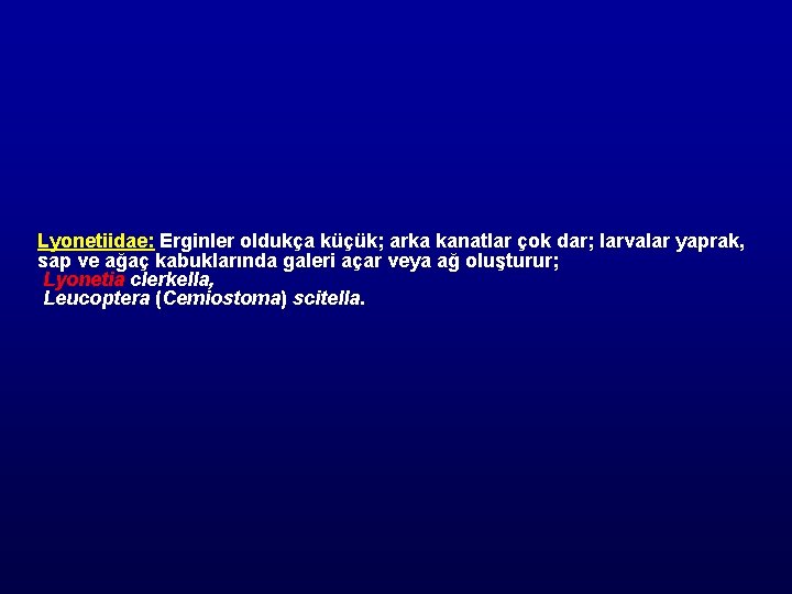 Lyonetiidae: Erginler oldukça küçük; arka kanatlar çok dar; larvalar yaprak, sap ve ağaç kabuklarında