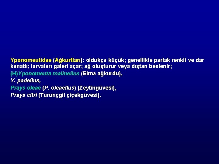 Yponomeutidae (Ağkurtları): oldukça küçük; genellikle parlak renkli ve dar kanatlı; larvaları galeri açar; ağ