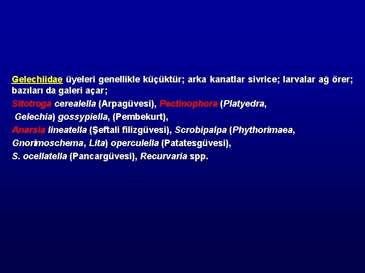 Gelechiidae üyeleri genellikle küçüktür; arka kanatlar sivrice; larvalar ağ örer; bazıları da galeri açar;