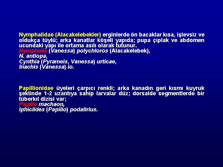 Nymphalidae (Alacakelebekler) erginlerde ön bacaklar kısa, işlevsiz ve oldukça tüylü; arka kanatlar köşeli yapıda;