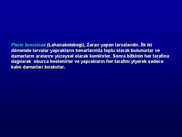 Pieris brassicae (Lahanakelebeği), Zararı yapan larvalarıdır. İlk iki dönemde larvalar yaprakların kenarlarında toplu olarak