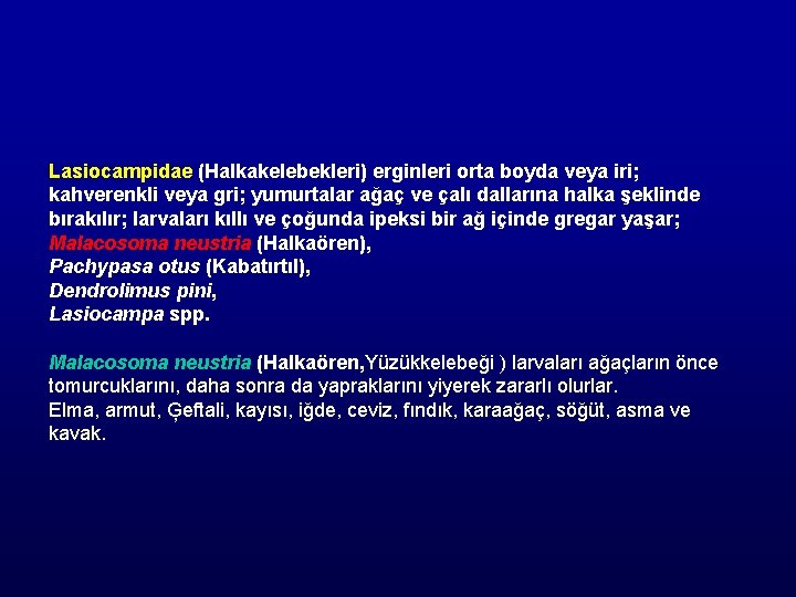 Lasiocampidae (Halkakelebekleri) erginleri orta boyda veya iri; kahverenkli veya gri; yumurtalar ağaç ve çalı