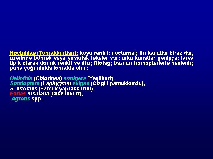 Noctuidae (Toprakkurtları): koyu renkli; nocturnal; ön kanatlar biraz dar, üzerinde böbrek veya yuvarlak lekeler