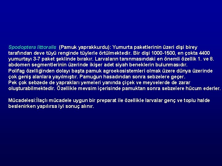 Spodoptera littoralis (Pamuk yaprakkurdu): Yumurta paketlerinin üzeri dişi birey tarafından deve tüyü renginde tüylerle