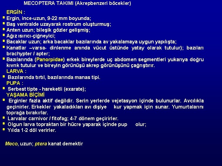 MECOPTERA TAKIMI (Akrepbenzeri böcekler) ERGİN : § Ergin, ince-uzun, 9 -22 mm boyunda; §