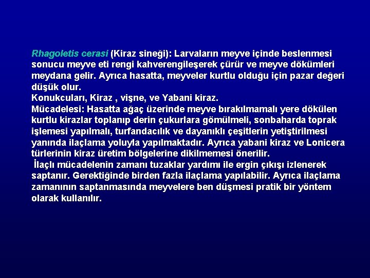 Rhagoletis cerasi (Kiraz sineği): Larvaların meyve içinde beslenmesi sonucu meyve eti rengi kahverengileşerek çürür