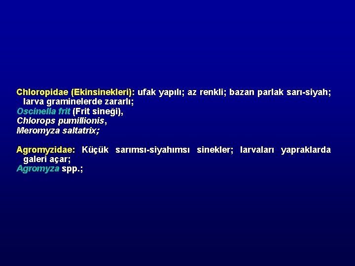 Chloropidae (Ekinsinekleri): ufak yapılı; az renkli; bazan parlak sarı-siyah; larva graminelerde zararlı; Oscinella frit