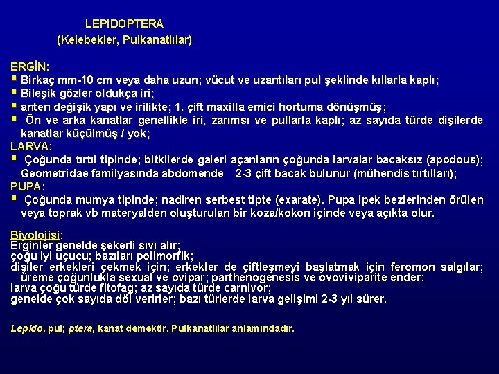 LEPIDOPTERA (Kelebekler, Pulkanatlılar) ERGİN: § Birkaç mm-10 cm veya daha uzun; vücut ve uzantıları