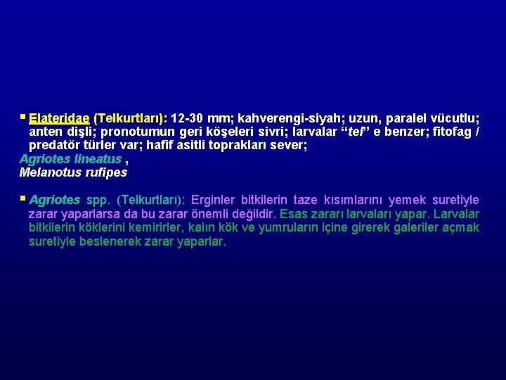 § Elateridae (Telkurtları): 12 -30 mm; kahverengi-siyah; uzun, paralel vücutlu; anten dişli; pronotumun geri