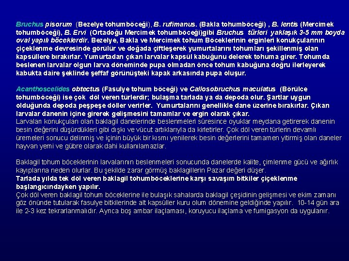 Bruchus pisorum (Bezelye tohumböceği), B. rufimanus. (Bakla tohumböceği) , B. lentis (Mercimek tohumböceği), B.