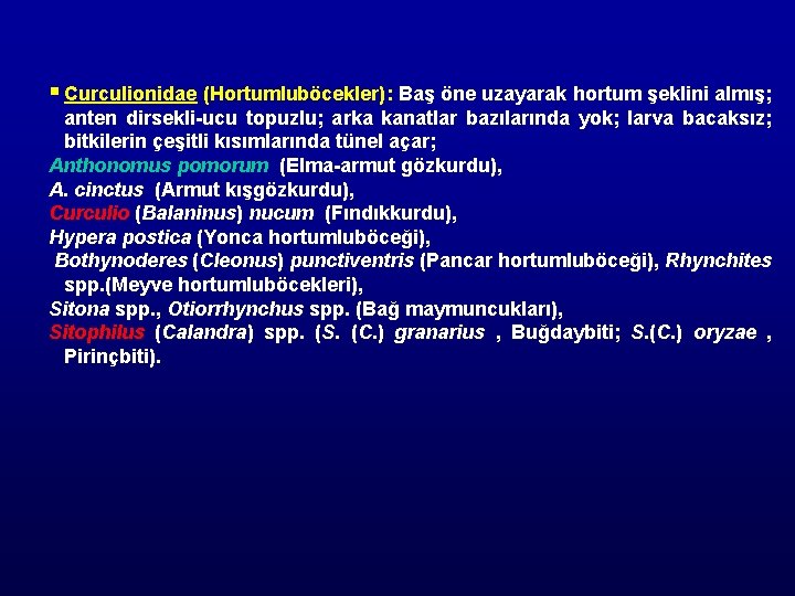 § Curculionidae (Hortumluböcekler): Baş öne uzayarak hortum şeklini almış; anten dirsekli-ucu topuzlu; arka kanatlar